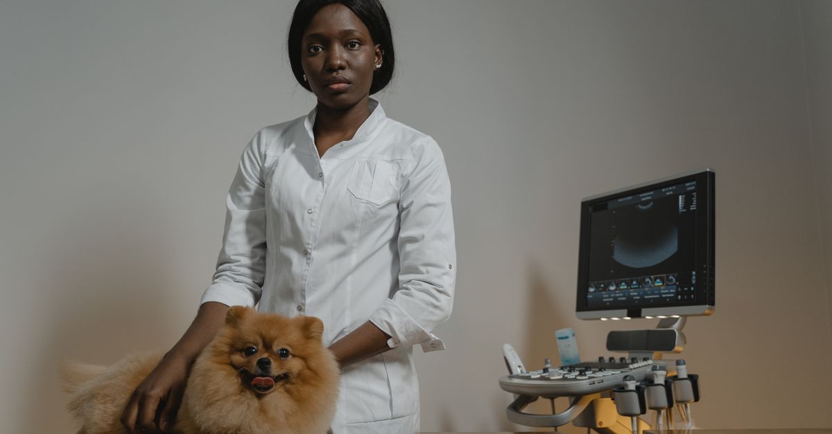 Veterinarian in a light-filled clinic examining a small dog on an examination table
